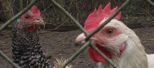 copyright woerterwege huhn